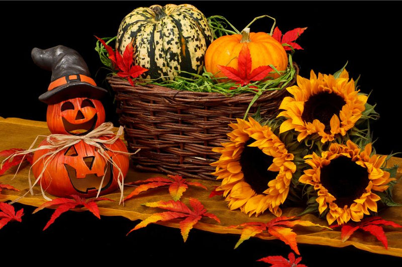 Halloween Pumpkin, Sunflower, Diamond Painting-Brandy Journey